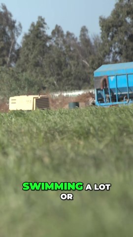 Essential hand signals every duck hunter must teach their dog