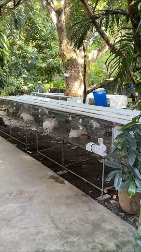 Rabbit production is the main activity at the farm and has provided sustainability to the farm operations. It certainly goes with the farm's mantra of "Growing its own food", since the rabbit provides healthy meat. The rabbitry also supplies the fertilizer needs of the farm with its cold manure and the vermicast from the rabbit poof-fed African Night Crawlers. Rabbit Production Seminars are regularly conducted at the farm to help beginners start their own rabbitry as means of livelihood and sour