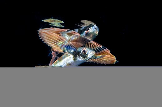 How do Flying Fish “Fly”?