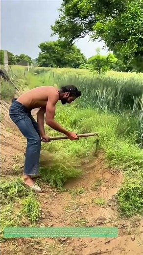 Le combat contre les mauvaises herbes : Comment le travail manuel préserve la fertilité du sol