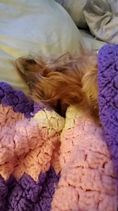 24K views · 2.9K reactions | #eddie #legend #rescuedog #saturday | Eddie on Wheels | Facebook