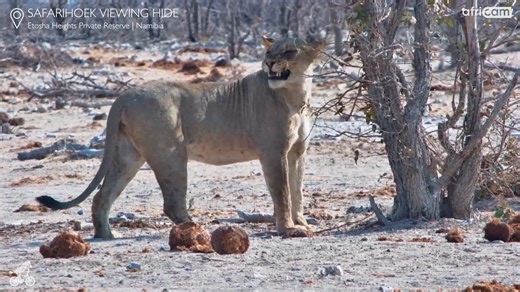 3.1K views · 108 reactions | Springbok, eland and a lioness visit Safarihoek waterhole in Namibia at Natural Selection #Africam #nature #wildlife #lion #travel #safari #Namibia #naturalselection | Africam | Facebook