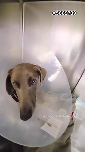 5.8K views · 646 reactions |  Rescued  A5669739 ✰ Unknown...