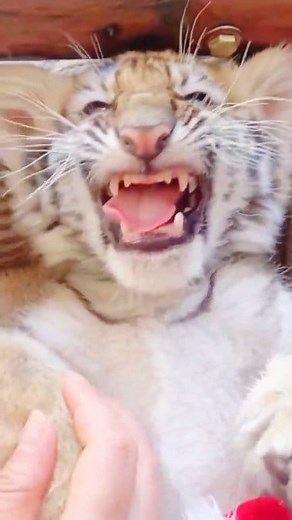 4.6K views · 206 reactions | Baby Tiger Lovely <3 殺 . . . . . . . #animals #animalworld #wildlife #planet #tigers #tigertattoo | Tiger Show Life | Facebook