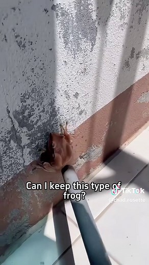 Can I Keep This Type of Frog? Frog Pet Guide for Beginners