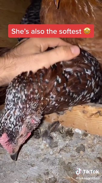 Chickens Petting Routine | Calming Nighttime Ritual
