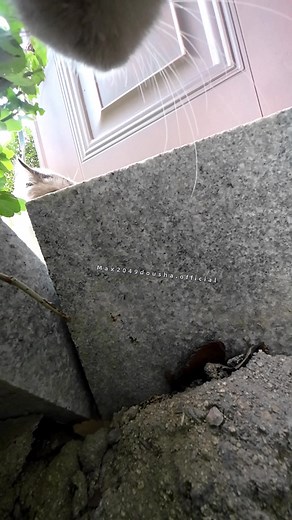 Cat Locked Up Mystery: Ragdoll Cat Suspected?