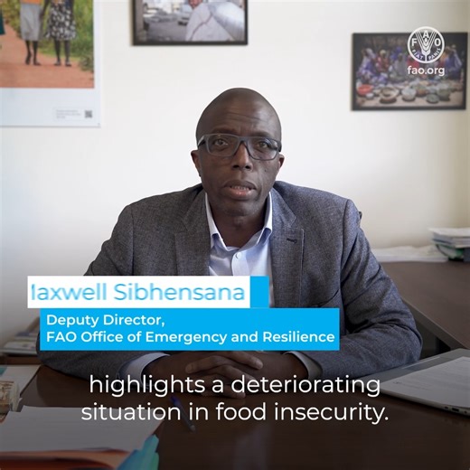 The hunger crisis in #SouthSudan is deepening, pushing 7.8 million people, or 56% of the population, into acute food insecurity.Conflict, insecurity & economic shocks are the main drivers, @FAO's @MaxwellSibhens explains in this video about the latest @theIPCinfo analysis.⬇️