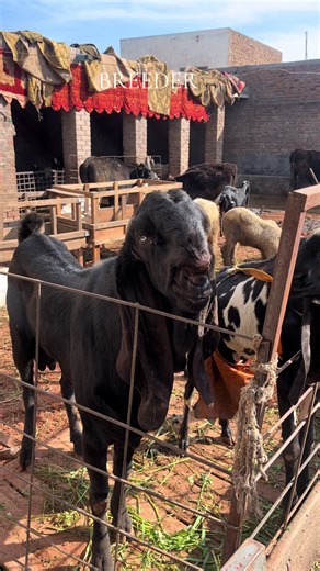 Exploring Madina Goat Farms: Breeding Quality Goats