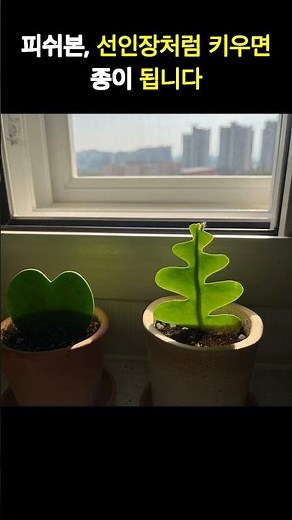 피쉬본선인장🌵 선인장처럼 키우면 바로 종이 됩니다｜열대식물 물주기 & 관리법 #피쉬본선인장 #피쉬본키우기 #열대식물 #식물키우기
