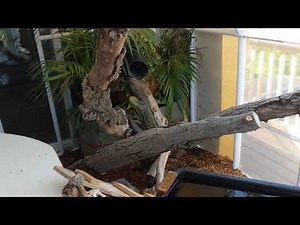 Croc Monitor Breeding Behavior!