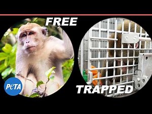 Monkeys In Nature Compared To Those TRAPPED in Laboratories