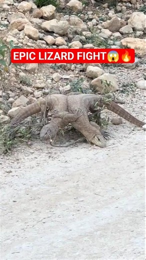 Epic Monitor Lizard Fight Caught on Camera #lizard