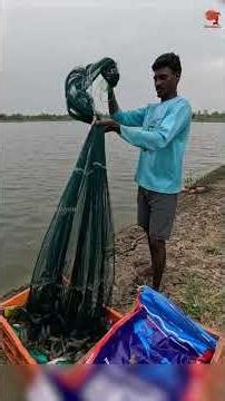 Village Style Prawn Catching Cast Net #fishing #fishingvideo #fishingtime