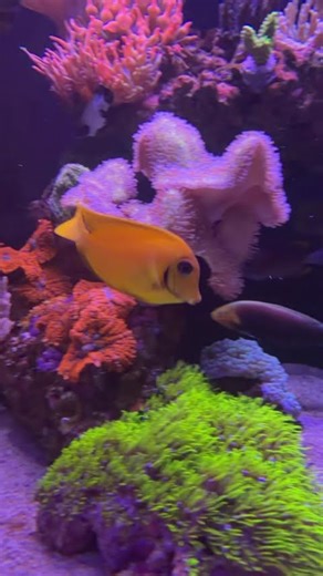 Color morphing fish make Reefing fun 🫡