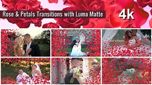 Rose and Petals Transition with Luma Matte – 7 Variations - 4k