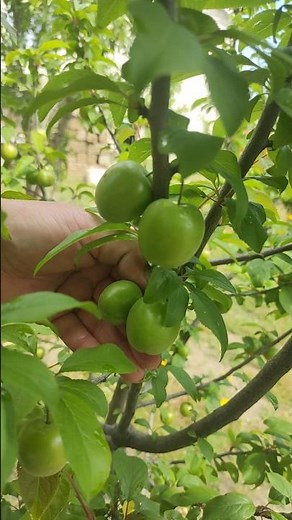 Harvesting sour green plums 🍏