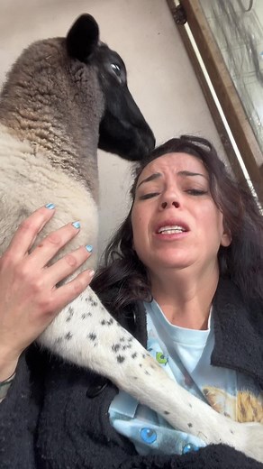 Animal rescue & rehab Comfort on TikTok