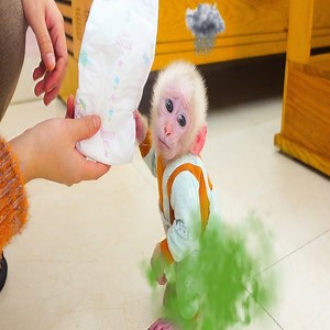 138K views · 2.6K reactions | Poki the monkey pooped his pants, Pupu the monkey took his diaper and mom gave him a bath | Slingshot ride | Facebook