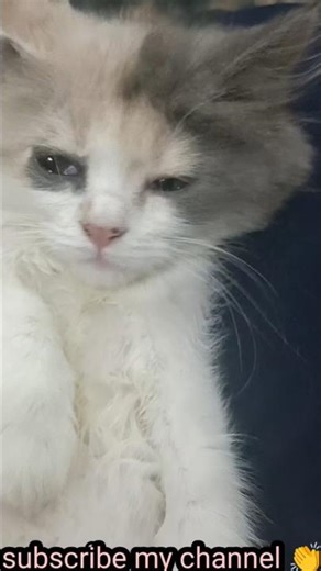 👉 Cute Cat Staring Challenge 😻 | Funny Kitty Reactions#catvideo #cute billi