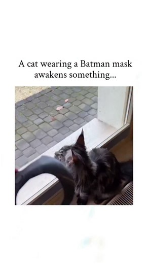 memer boy on Instagram: "This post from @Bakutan_bot1 , a Japanese bot dedicated to sharing therapeutic animal videos, depicts a fluffy grey cat reacting with intense meows as a Batman mask is placed on it, humorously captioned as the feline "awakening" to something profound. Released on 2 February 2026, the clip has rapidly accumulated 686,000 views and 4,974 likes, underscoring the enduring popularity of anthropomorphic pet costumes in evoking light-hearted, stress-relieving responses online. 