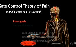 第38讲 疼痛的门控理论Gate Control Theory of Pain