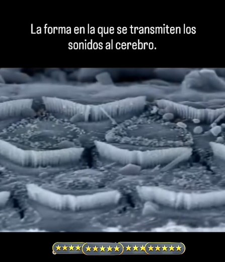 Los sonidos se transmiten al cerebro a través del nervio auditivo, que transforma las vibraciones sonoras en impulsos eléctricos. Este proceso se da a través de una serie de pasos complejos. Pasos de la transmisión del sonido al cerebro: Las ondas sonoras entran al oído externo a través del conducto auditivo. Las ondas sonoras hacen que el tímpano vibre. Las vibraciones se transmiten a los huesecillos del oído medio. Los huesecillos transmiten las vibraciones a la cóclea, una cámara en forma de 