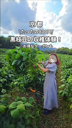 [Only 800 yen] The black edamame soybean harvesting experience is even more amazing than you can ...