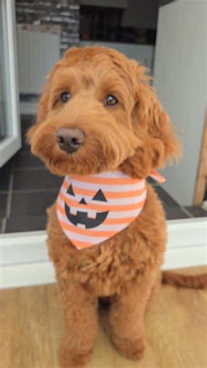 4.5K views · 200 reactions | Morning gis the toy mam | Cockapoo called Teddy | Facebook