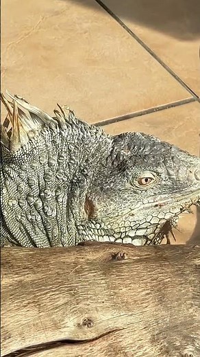 Iguanas: Size, Danger, & the Terrifying Truth