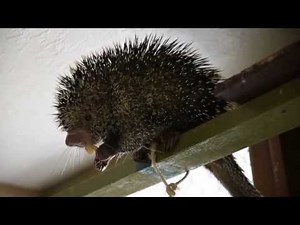 Kemosabe's Tree Fort