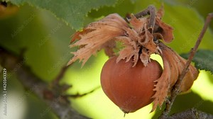 Hazelnut fruit on a branch. Ripe single fruit hanging on a tree with leaves, ready for harvest bokeh changing light, going to fall