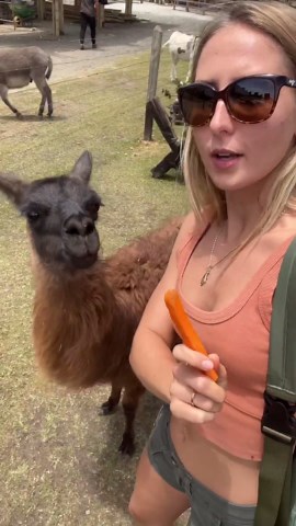 Why this alpaca wouldn’t stop following me