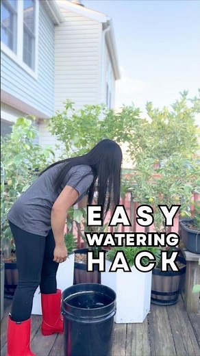 Easy Watering Hack for Thirsty Plants - Terracotta Spikes