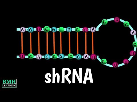 shRNA | Short Hairpin RNA | Small Hairpin RNA |