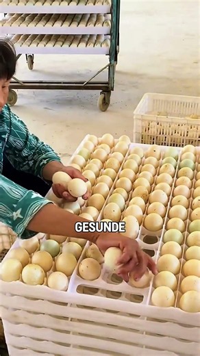 How ducklings are hatched on Chinese farms 😱