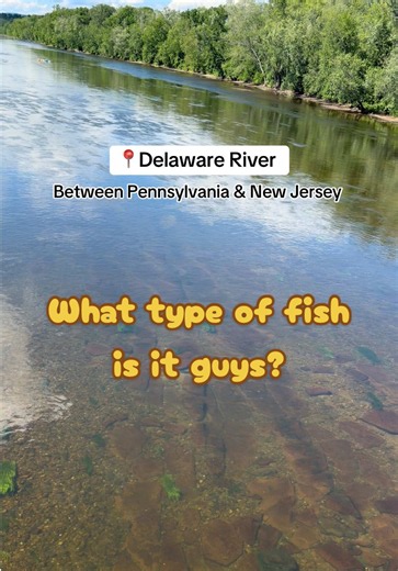 We saw this big fish swimming in a Delaware River while we were visiting Frenchtown. It looked blue 🐟👀. Is it a catfish? Let me know guys! #travel #newjersey #delawareriver #fish #fypシ