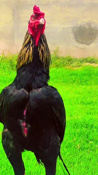 Aseel Murga Java: Mianwali's Top Murgha Varieties