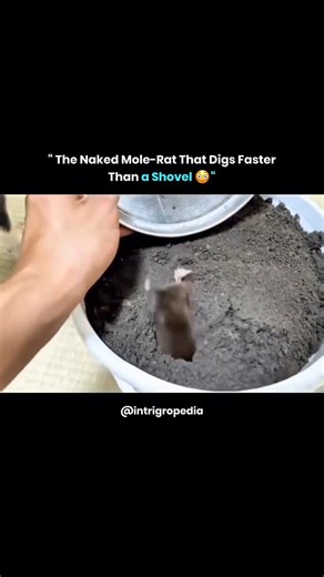Sharp Minds Only | Watch this underground master at work - the mole rat digs through sand with impressive speed and precision. With its strong claws and... | Instagram