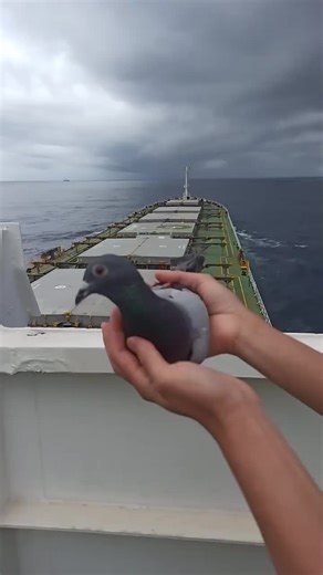 Rescued Pigeon Given Water & Freedom at Sea
