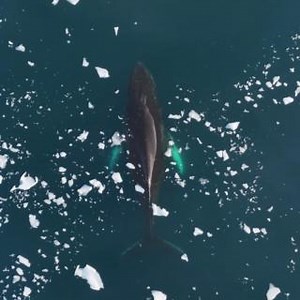 🐋💙 Dive into the incredible world of whales this World Whale Day. Did you know these majestic creatures are also climate heroes, aiding in the fight against the climate crisis? One whale can capture as much carbon as thousands of trees, and when they pass away, they sink to the ocean floor, storing carbon with them. But that's not all - whales also play a vital role in fertilising the ocean wherever they roam. Let's celebrate and protect these incredible creatures who do so much for our planet