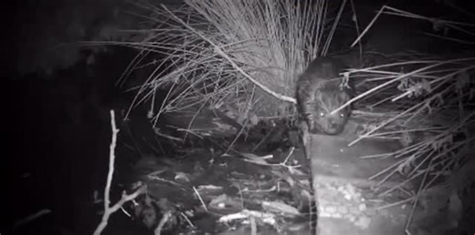 Mind the gap! Here’s the latest nocturnal activity in the Beaver Woods….. | Wild Ken Hill