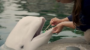 3.1K views · 284 reactions | Belugas only have one set of teeth their entire life, so it is critical to take care of them! Brushing their teeth as a normal behavior is essential for oral hygiene and strengthens the bond between beluga and trainers. | Mystic Aquarium | Facebook