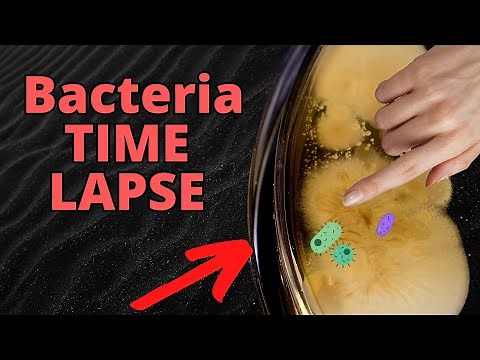 WASHED vs DIRTY Hands Bacteria TIMELAPSE (FRIGHTENING)
