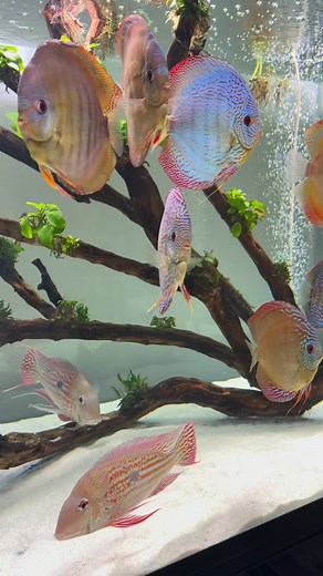 71K views · 2.8K reactions | Happy Tuesday, everyone! My Discus and...