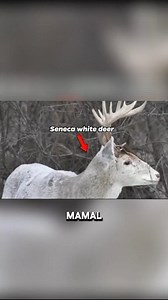 Seneca White Deer 歷 #whitedeer #reels | Mr. Curious | Facebook