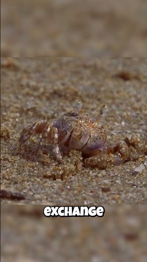 This Crab Breathes Air Through Its Legs! (Mutant)
