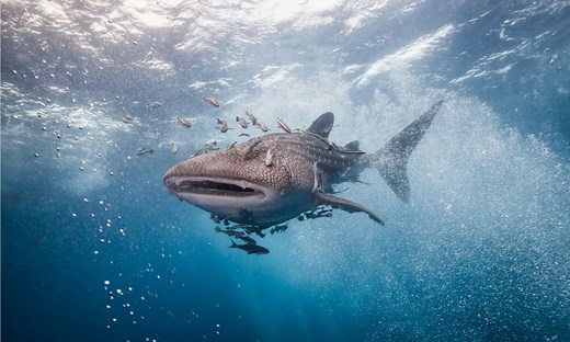 Are Whale Sharks Endangered and How Many Are Left In the World?