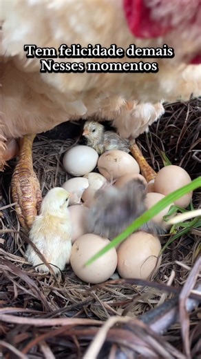 Chácara do filé no TikTok