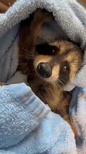61K views · 7.5K reactions | Our newest intake : baby boy raccoon that was caught and left in crate behind a dumpster. Thank you to everyone involved to rescue the baby. The caller, Rita, Jodi and the gentleman who helped Jodi load crate in her car. | Little Bit Wildlife Rescue | Facebook